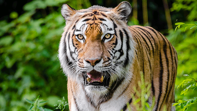 A new set of fangs: Asia's tech tigers storm the ASX
