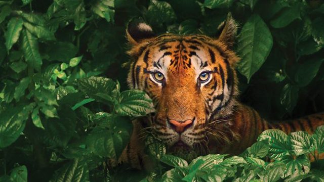 A deep dive into the BetaShares Asia Technology Tigers ETF (ASIA)