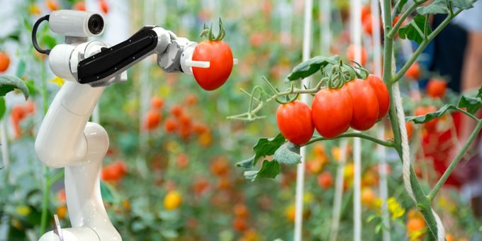 Robot picking tomatoes