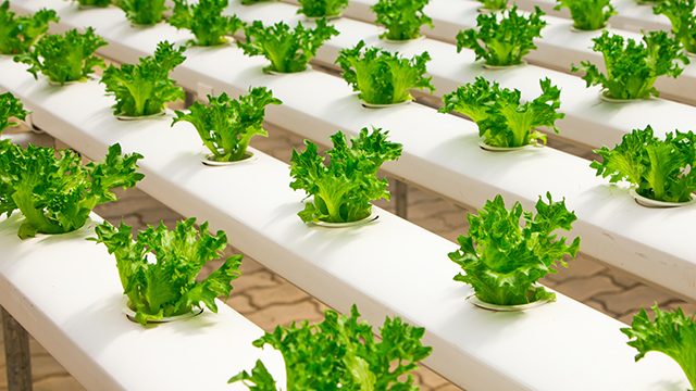 Sustainability and the Future of Food