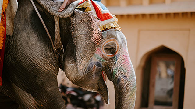 Indian equities: the elephant in the room