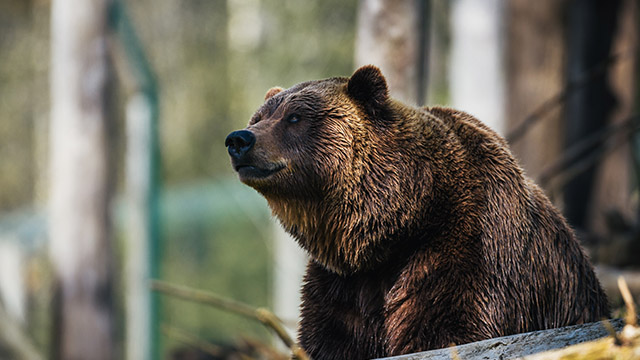 Betashares bear funds – some questions answered