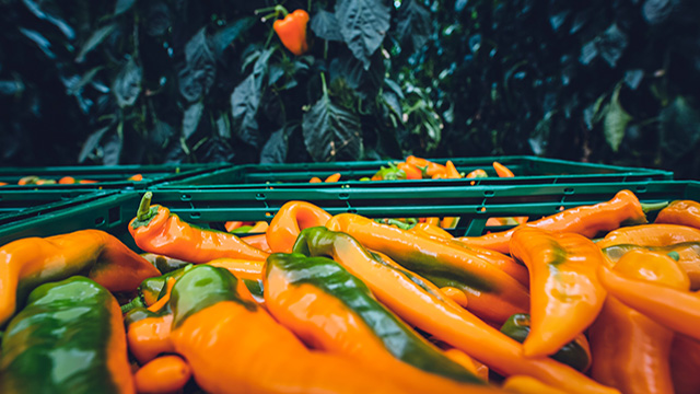 FOOD: profiting from a growing population?