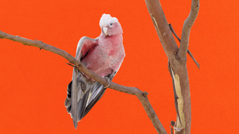 What's the galah squawking about? Australia's productivity puzzle