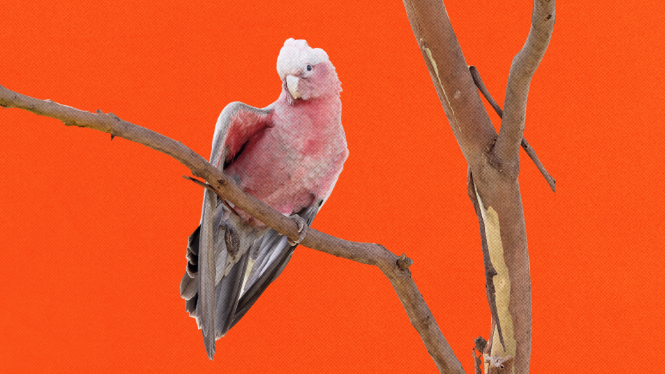 What's the galah squawking about? Australia's productivity puzzle